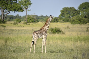 giraffe in the savannah