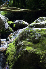 깨끗한 물이 흐르고있는 이끼낀 계곡
