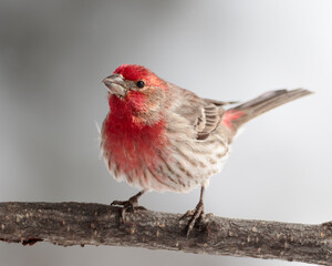 A house finch gives Wyoming a splash of color; Cheyenne, Wyoming