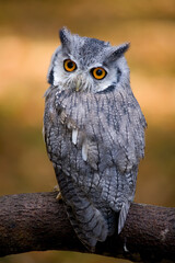 Southern White-faced Owl