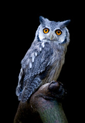 Southern White-faced Owl