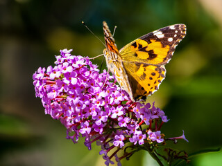 Beautiful butterfly sitting on purple inflorescence on dark blurred background