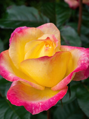 macro of yellow and pink rose petals