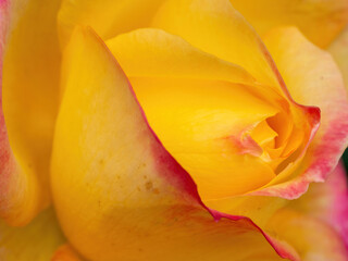 macro of yellow and pink rose petals
