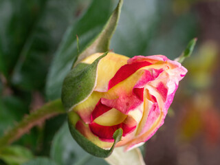 macro of yellow and pink rose bud
