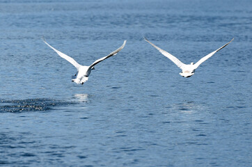 Schwäne heben auf dem Traunsee zum Flug ab, Salzkammergut, Österreich, Europa - Swans take off...