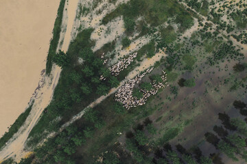 Flock of sheep on flooded pasture, aerial view
