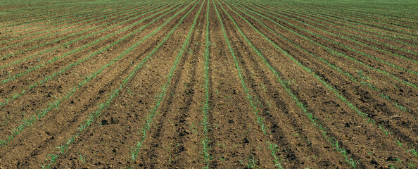 Corn sprouts in field