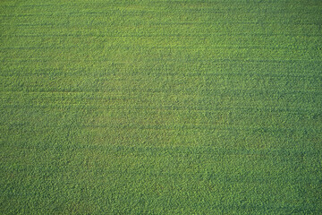 Green grass soccer field background. Top view of the football field. Aerial view of a grass plantation.