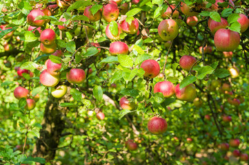 An apples on apple tree in orchard.
