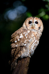 Tawny Owl