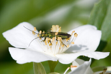 Female Thick Legged Flower Beetle