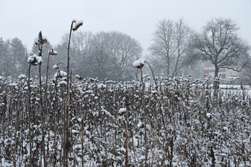 winterliche Sonnenblumen