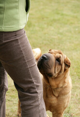 Shar Pei