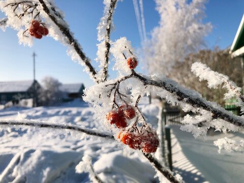 Close-up View Of Frozen Rowanberris In Siberia