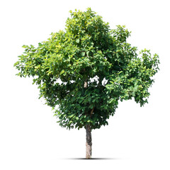 big tree isolate on white background