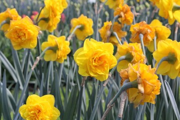 Keukenhof