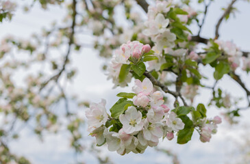 A branch of a blooming apple tree with white and pink blossoming flowers against the background of a spring garden and a blue sky. Selective focus image.