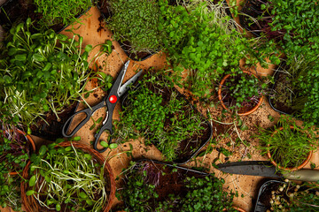 Live food of sprouts. Growing micro plants at home. Raw plants for vegans. Natural detox