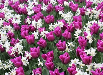 Obraz premium Keukenhof