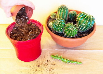 woman potting cactus in spring