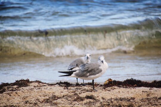 Seagulls On Beach