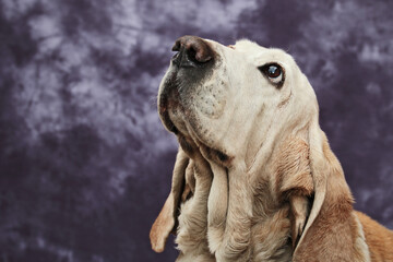 Basset hound portrait  - 421268647