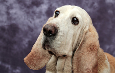 Basset hound dog portrait 