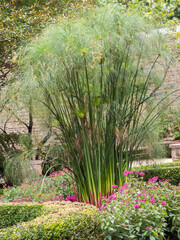 landscaping display of tall grass and flowers