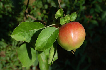 Ripe red apple