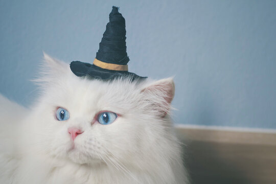 Halloween Cat