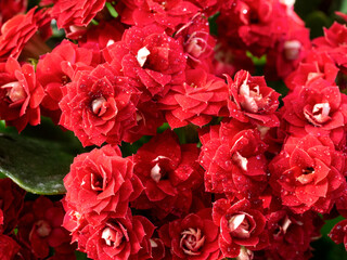 Fototapeta premium Red Kalanchoe flowers close-up on a natural background. Water droplets are visible on the flowers. Festive floral background with Kalanchoe.