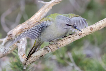 grey-headed woodpecker