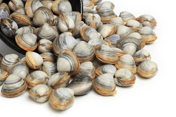 Stacked fresh raw clams on white background