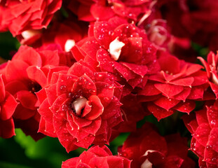 Naklejka premium Beautiful red Kalanchoe flower close-up against the background of other flowers of the plant. Water droplets lie on the petals of the flower. Floral background with Kalanchoe. Macro.