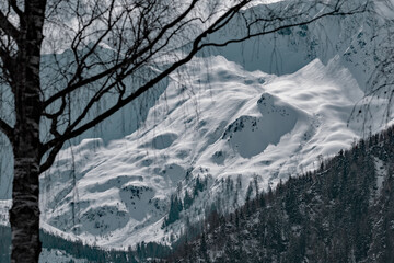 view to the snow capped alps with a birch in the foreground