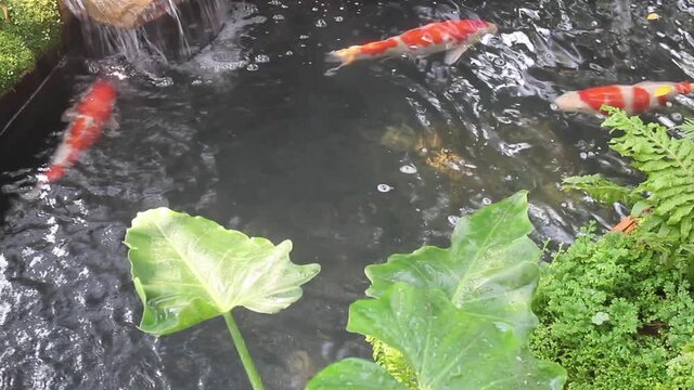 Koi fish swimming in the pond garden, stock footage