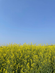 rapeseed field