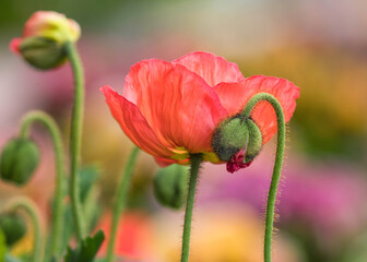 Mohnblume, Mohnblumen 