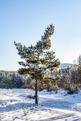 beautiful winter sunny day in the snowy forest in mongolia