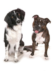 Border Collie and staffordshire bull terrier
