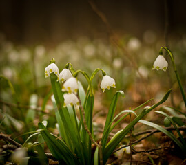 A large area of spring snowflakes, white blooming in a dark forest