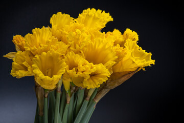 Yellow daffodils. Bouquet of narcissus flowers, on a black background.