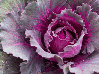 ornamental purple kale plant with pink in center
