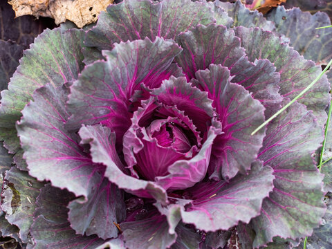 purple and pink ornamental kale plant