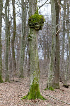 A tree burl caused by a parasitoid bacteria on a common hornbeam tree (Carpinus betulus). A cancer looking outgrowth. Tree trunk with burl in forest. An outgrowth on a tree with deformed growth.