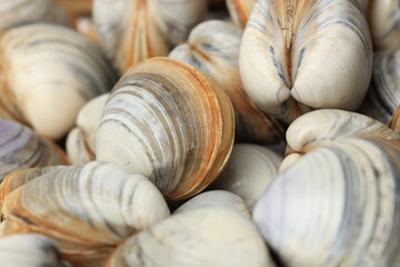 clams in the market
