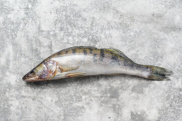 Fresh pike perch, pikeperch. Raw fish. Gray background. Top view