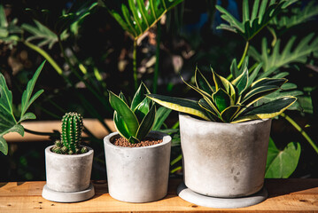 cactus and Hahnii Jade Dwarf Marginata in cement pots