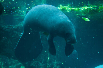Antillean manatee (Trichechus manatus manatus).